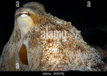 Octopus Camouflage – der Tintenfisch ändert seine Form, Struktur und Farbe, um sich in seine Umgebung einzufügen und zu verstecken Stockfoto