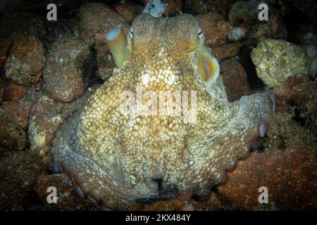 Octopus Camouflage – der Tintenfisch ändert seine Form, Struktur und Farbe, um sich in seine Umgebung einzufügen und zu verstecken Stockfoto