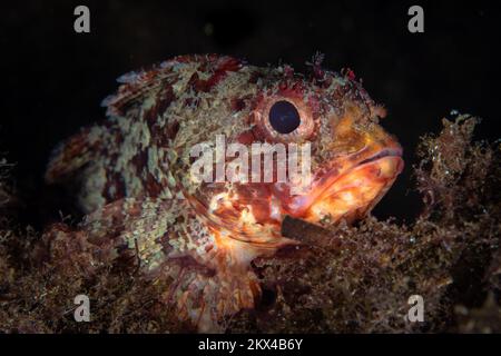 Wunderschöne Details auf Skorpionfisch-Haut, die sich mit ihrer Umgebung verschleiert. Fische, die sich als Hinterhalt-Raubtier getarnt haben Stockfoto