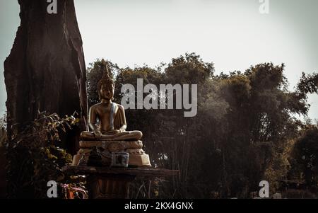 Goldene Buddha-Statue in meditativer Haltung unter Big Tree Hintergrund. Platz für Text, Fokus und Weichzeichnen. Stockfoto