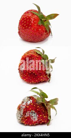 Netherlands, a fresh and healthy strawberry, ready to eat.  The strawberry is a widely grown hybrid species of the genus Fragaria, collectively known Stockfoto