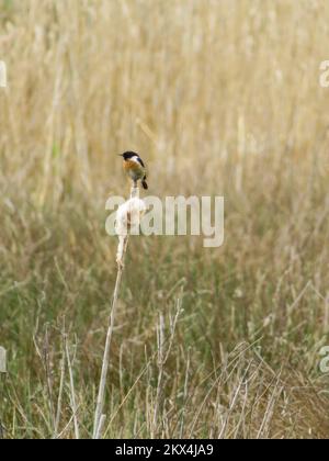Europäisches Steinechat (Saxicola rubicola) ist ein kleiner Passeiser, der früher als Unterart des gewöhnlichen Steinechats eingestuft wurde. Stockfoto