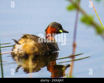 Der Zwergtaucher (Tachybaptus Ruficollis), auch bekannt als Dabchick, ist ein Mitglied der Lappentaucher Familie von Wasservögeln. Stockfoto