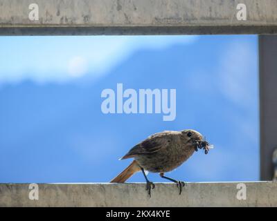 Italien, Alpen - der schwarze RotStart (Phoenicurus ochruros) ist ein kleiner Passerinvogel der Gattung Phoenicurus. Stockfoto
