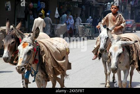 Peshawar, Khyber Pakhtunkhwa/Pakistan: Ein Junge, der einen Esel reitet und Esel entlang einer Straße in Peshawar, Pakistan, hütet. Stockfoto