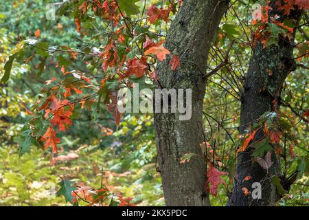 Acer Baumstämme und -Äste Stockfoto