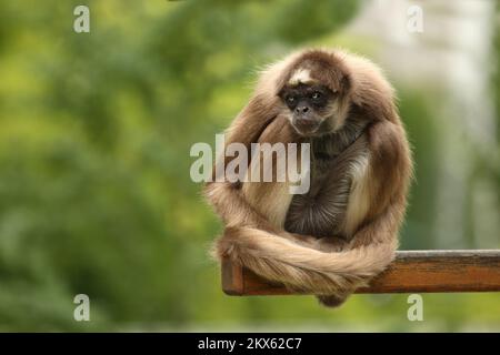 Goldstirnklammeraffe / Weißbauch-Spinnenaffe / Ateles belzebuth Stockfoto