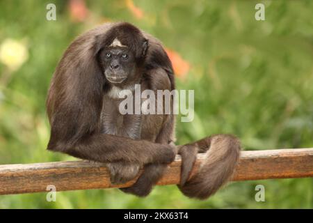 Goldstirnklammeraffe / Weißbauch-Spinnenaffe / Ateles belzebuth Stockfoto