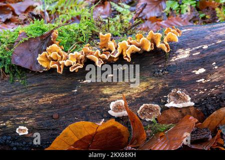 Bracket fungi on a rotting log, Beacon Wood, Penrith, Cumbria, UK Stockfoto