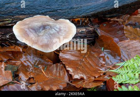 Nasse Blätter und Pilze, Beacon Wood, Penrith, Cumbria, Vereinigtes Königreich Stockfoto