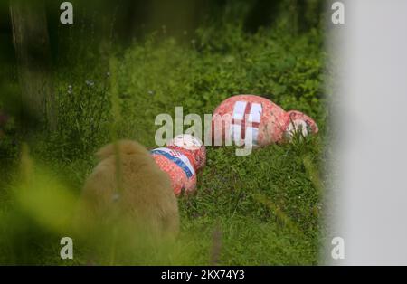 Zagreb, Kroatien, 10. Juli 2018 – Gibbon Kent und seine Familie wählen bei einer Fußballvorhersage im ZOO Zagreb in Zagreb, Kroatien, am 11. Juli 2018 eine Matryoshka-Puppe, die mit dem Muster der englischen Nationalflagge gekennzeichnet ist. Kroatien spielt im Halbfinale bei der Weltmeisterschaft 2018 in Russland gegen Engländer Foto: Matija Habljak/PIXSELL Stockfoto