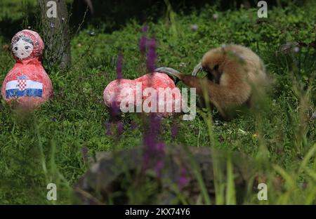 Zagreb, Kroatien, 10. Juli 2018 – Gibbon Kent und seine Familie wählen bei einer Fußballvorhersage im ZOO Zagreb in Zagreb, Kroatien, am 11. Juli 2018 eine Matryoshka-Puppe, die mit dem Muster der englischen Nationalflagge gekennzeichnet ist. Kroatien spielt im Halbfinale bei der Weltmeisterschaft 2018 in Russland gegen Engländer Foto: Matija Habljak/PIXSELL Stockfoto