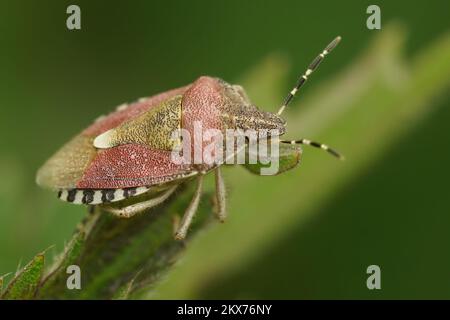 Natürliche Nahaufnahme auf dem haarigen Schildkäfer, Dolycoris Baccarum auf einer Vegetation Stockfoto