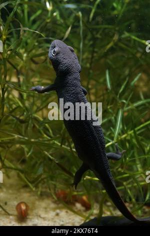 Detaillierte Nahaufnahme eines kleinen Chinesischen Feuerbauch-Molchs, Cynops orientalis Stockfoto