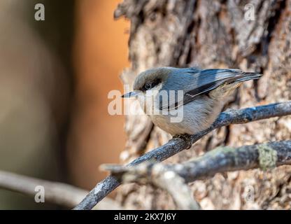 Eine leuchtende Pygmy Nuthatch auf einem Ast, während sie durch einen Kiefernwald entlang der Front Range von Colorado spaziert. Stockfoto