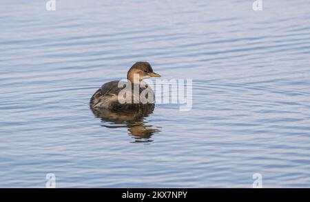 Little Grebe (Tachybaptus ruficollis), Dabchick, in Wintergefieder, auf einem Süßwassersee in Menorca, Spanien. Stockfoto