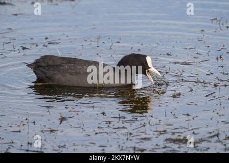 Gemeiner Coot, Fulica atra, Fütterung auf einem See, Menorca, Spanien. Stockfoto