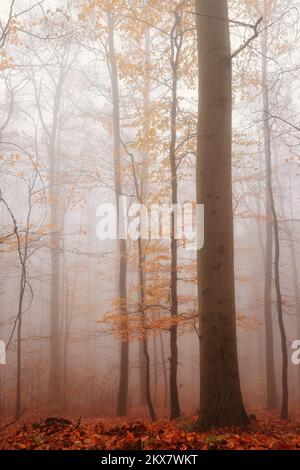 Wald im Nebel. Mystischer Buchenwald im November. Stockfoto