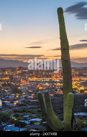 Die Skyline von Tucson, Arizona, USA und Kakteen in der Abenddämmerung. Stockfoto