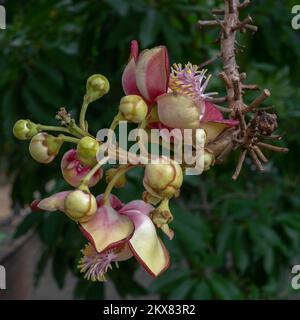 Aus nächster Nähe sehen Sie Blumen, Knospen und junge Früchte auf einem Zweig des tropischen Kanonenkugelbaums, auch bekannt als couroupita guianensis, der oft in buddhistischen Tempeln zu finden ist Stockfoto