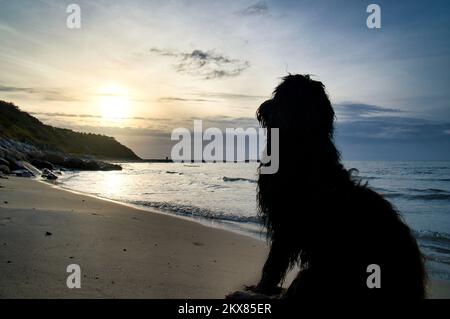 Goldendoodle liegt am Strand am Meer und blickt auf den Sonnenuntergang. Wellen im Wasser und Sand am Strand. Landschaftsaufnahmen mit einem Hund Stockfoto