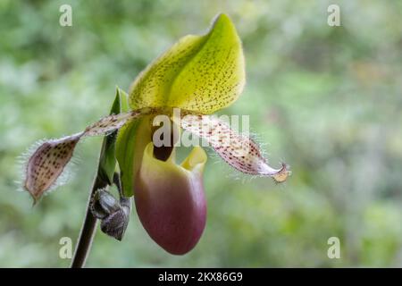 Nahaufnahme von der Seite: Gelb-grüne und lila-rosa Frauenschuhe Orchideenart paphiopedilum Moquetteanum Blume und Knospe isoliert auf natürlichem Hintergrund Stockfoto