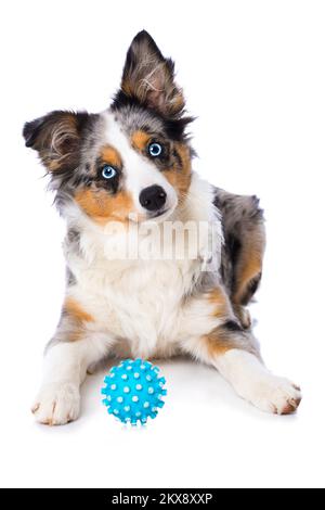 australischer Schäferhund, isoliert auf weißem Hintergrund Stockfoto