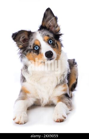 australischer Schäferhund, isoliert auf weißem Hintergrund Stockfoto