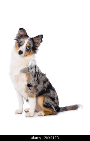 australischer Schäferhund, isoliert auf weißem Hintergrund Stockfoto