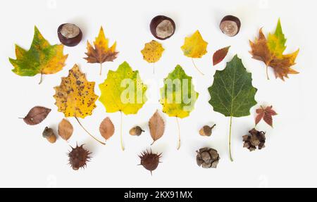 Verschiedene Herbstblätter auf weißem, isoliertem Hintergrund. Buntes Herbstlaub Stockfoto