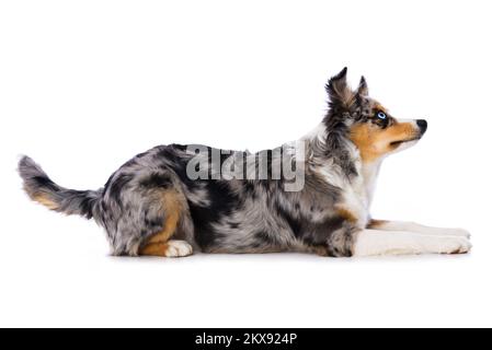 australischer Schäferhund, isoliert auf weißem Hintergrund Stockfoto