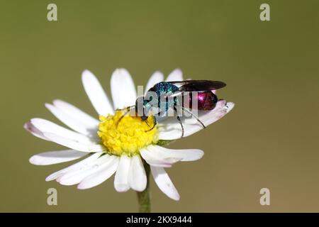 Nahaufnahme Holopyga generosa, eine Kuckuckswespe, Smaragdwespe, Familie Chrysididae. Uber eine Blume der Gänseblümchen Bellis perennis, Familie Asteraceae. Stockfoto