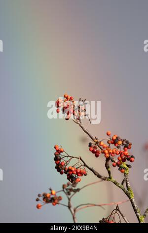 Nahaufnahme der roten Rowan-Beeren (Sorbus aucuparia) vor dem Hintergrund eines Regenbogens, Großbritannien Stockfoto