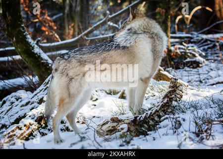 06.02.2019., Gorski Kotar - der tschechoslowakische Wolfhund ist eine relativ neue Hunderasse, deren ursprüngliche Herkunft auf ein Experiment zurückgeht, das 1955 in der Tschechoslowakei durchgeführt wurde. Nach der anfänglichen Zucht deutscher Schäferhunde mit Karpaten-Wölfen wurde ein Plan ausgearbeitet, um eine Rasse zu schaffen, die das Temperament, die Rudelmentalität und die Trainierbarkeit des deutschen Schäferhundes und die Stärke, körperliche Stärke und Ausdauer des Karpaten-Wolfs aufweist. Die Rasse wurde als Angriffshunde für militärische Sondereinsätze der tschechoslowakischen Spezialeinheiten entwickelt, kam aber zu spät Stockfoto