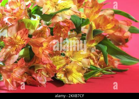 Blumenhintergrund. Selektiver Fokus. Alstroemeria-Bouquet auf rotem Hintergrund mit Bokeh. Grußkarte. Stockfoto