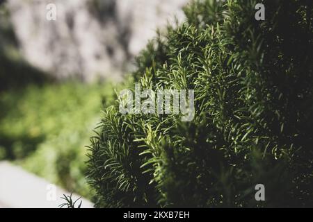 Gesunder Rosmarinbusch sehr beliebt als mediterranes Gewürz Stockfoto