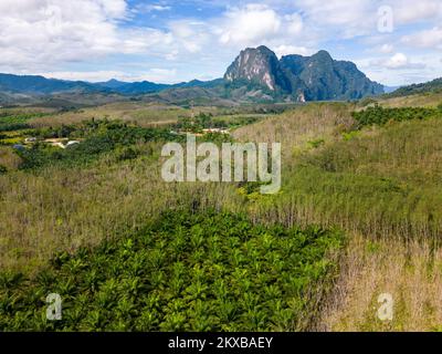Draufsicht über den Khao Sok Nationalpark, Thailand. Dschungel, Palmen und tropischer Wald. Berge im Hintergrund. Stockfoto