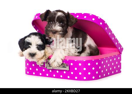 Zwei Schnauzer-Welpen in einem pinkfarbenen Koffer auf weißem Hintergrund Stockfoto