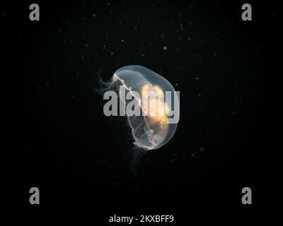 Nahaufnahme einer Mondqualle oder Aurelia aurita mit schwarzem Meeresgrund. Bild aus Oresund, Malmö Schweden. Tauchen mit kaltem Wasser Stockfoto