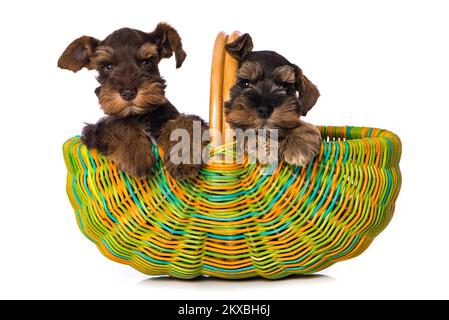 Zwei Schnauzhündchen in einem bunten Korb auf weißem Hintergrund Stockfoto