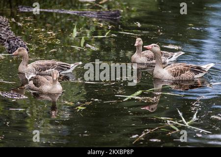 06.06.2019., Kopacki rit - Kopacki Rit ist ein Naturpark im Osten Kroatiens, der sich zwischen den Flüssen Drava und Donau befindet. Es ist eines der wichtigsten, größten und attraktivsten erhaltenen intakten Feuchtgebiete in Europa mit rund 260 verschiedenen Vogelarten und rund 40 Fischarten sowie mehreren Säugetierarten wie Rotteppich, Wildschwein, Wildkatze und Wiesel. Es gibt auch über 140 registrierte Pflanzenarten, von denen einige sehr selten sind und nur an wenigen Orten in Kroatien vorkommen. Foto: Davor Javorovic/PIXSELL Stockfoto