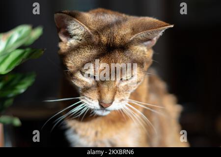 Nahaufnahme einer besinnlichen abyssinischen Katze, die mit Licht und Schatten auf einem Tisch sitzt Stockfoto