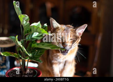 Eine abyssinische Katze, die schamlos ist und ein Blatt von einer Pflanze beißt Stockfoto