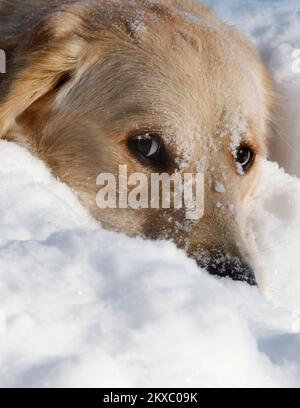 Saisonales Wetter, ein goldener Retriever, der im Schnee spielt, ein schöner Wintertag im Garten. Stockfoto