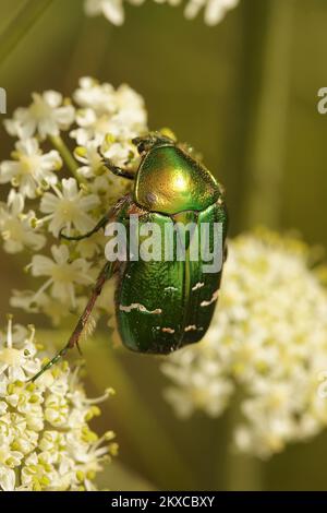 Natürliche vertikale Nahaufnahme der grünen, metallischen Rose Chafer, Cetonia aurata, die auf einer weißen Blume sitzt Stockfoto