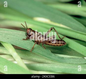 WüstenJohannisbrot (Schistocerca gregaria) kleine dunkel gefärbte unreife Nymphe, die sich auf Getreideblätter ernährt, Stockfoto