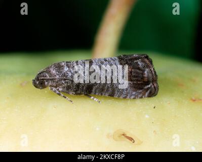 Codling Motte (Cydia pomonella) adulte Motte auf einer Apfelfrucht (Mallus domesticus) Stockfoto