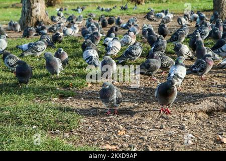 Die große Gruppe von Tauben, die auf dem Boden unter den Bäumen im Stadtzentrum nisten. Stockfoto