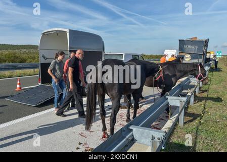 14.10.2019., Benkovac, Kroatien - zwei Lastwagen kollidierten auf der Zagreb-Split Autobahn A1 bei Benkovac wegen Nebel, einer von ihnen transportierte Pferde. Bei einem Unfall flohen drei der sieben Pferde aus dem Truck auf die Straße, aber sie wurden bald erwischt. Die Reiter wurden nicht verletzt, aber ein Pferd wurde getötet. Foto: Dino Stanin/PIXSELL Stockfoto