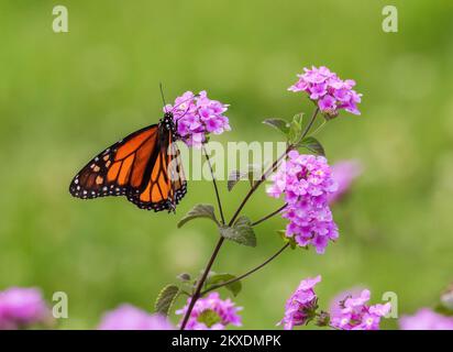 Ein Monarch-Schmetterling, der eine rosa nachfolgende Lantana-Blume mit grünem Hintergrund bestäubt. Stockfoto